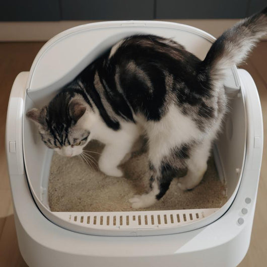 Autoscooper Open-Top Odorless Cat Litter Box